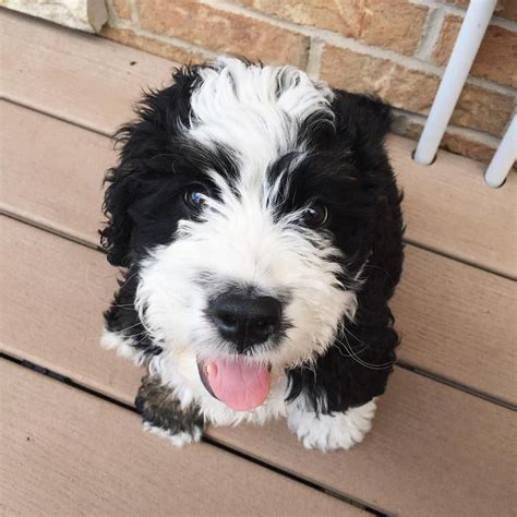  You can check out some of our available Bernedoodle puppies and litters below!